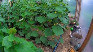 Капельный Полив Огурцов Как я поливаю Огурцы холодной водопроводной водой