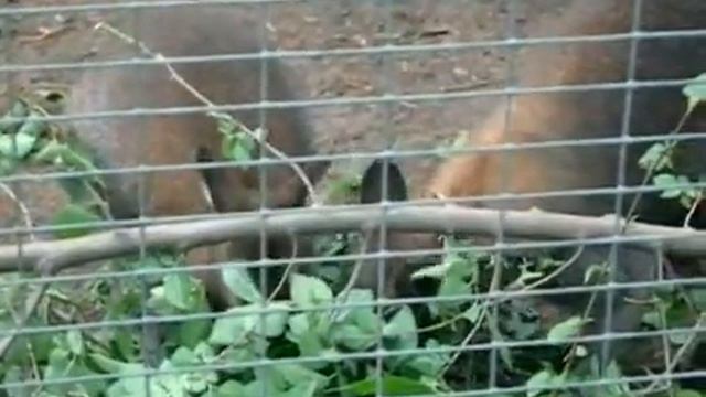 Ростовский Зоопарк смотреть онлайн