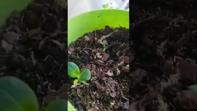 Ух ты получилось. Первый опыт посадки домашних кабачков и помидор. смотреть онлайн