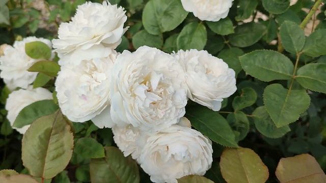 Роза Винчестер Кафедрал. Английские розы в Подмосковье смотреть онлайн