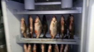 Старый холодильник или классная сушилка для рыбы и мяса