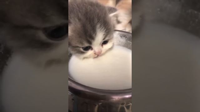 Котятки милота