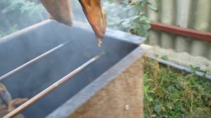 Коптим селедку и скумбрию.