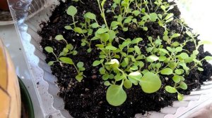 Петуния через месяц после посева.