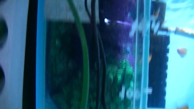 Искусственная стимуляция нереста дискусов. Аэрация биофильтра. смотреть онлайн