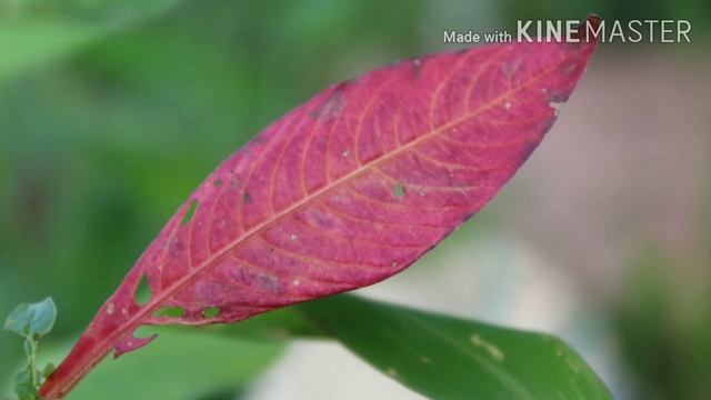 Canon eos 4000d camera photo and video test video in malayalam |Sailu Media| смотреть онлайн