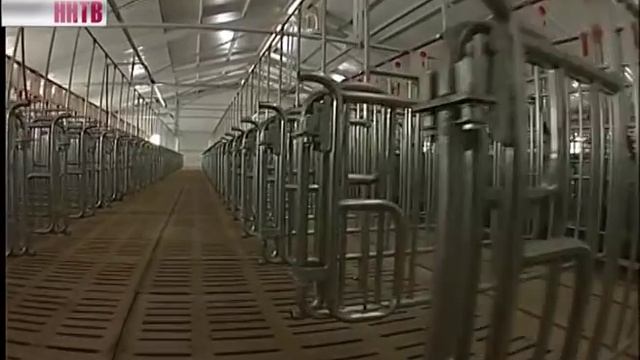 Вадский свинокомплекс смотреть онлайн