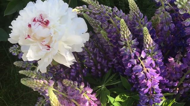 Расцвели белые пионы на даче / пионы и люпины смотреть онлайн
