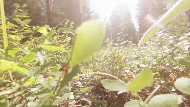 Больной, слабый щенок чувствовал беду и пыталась остановить хозяина | Трогательный рассказ о собак смотреть онлайн