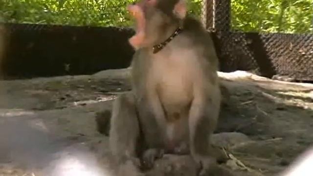 МАГОТ Танай смотреть онлайн