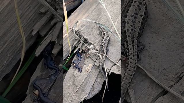 Роды живородящей ящерицы. смотреть онлайн