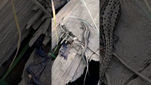 Роды живородящей ящерицы.