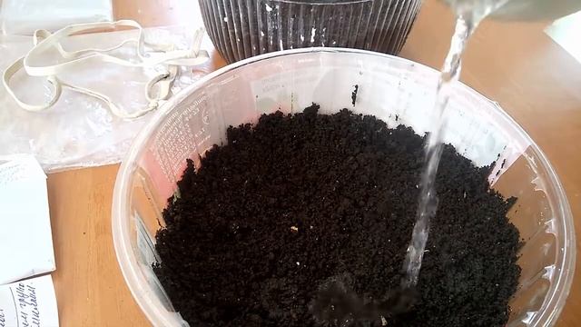 Агератум , левкой и неизвестный цветок - сеем семена. Просроченные семена, взойдут ли? Эксперимент. смотреть онлайн