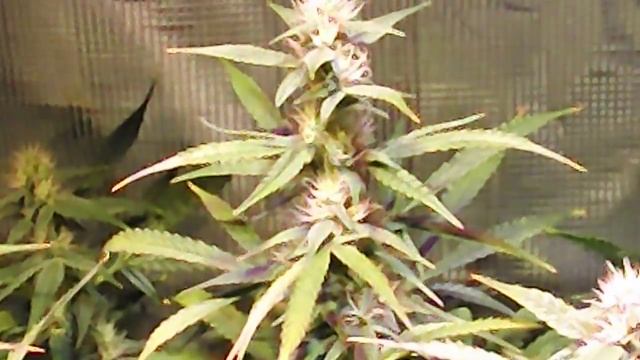 Colorado Cookies Need Help