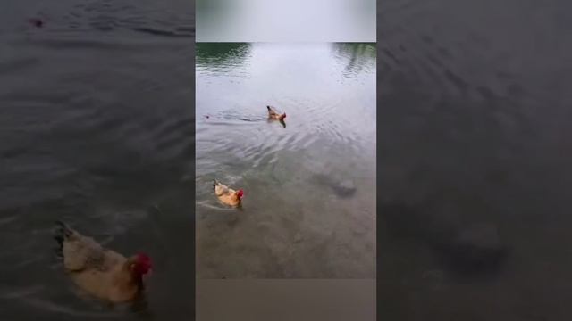 Мир сошёл с ума: куры плавают, собаки летают...
bayoun.ru смотреть онлайн