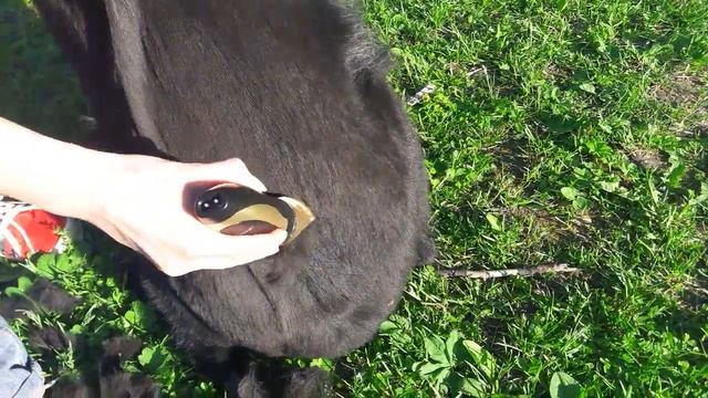 Машинка для стрижки собак. 2150 руб. Доставка смотреть онлайн