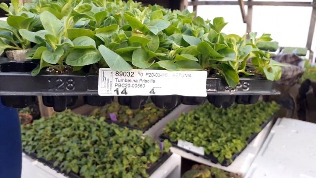 Посылка с черенками вегетативных растений.Обзор черенков. смотреть онлайн