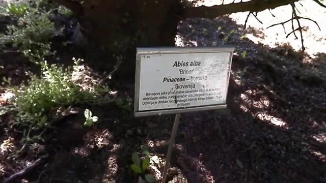 Brinarjeva jelka (Abies alba "brinar") смотреть онлайн