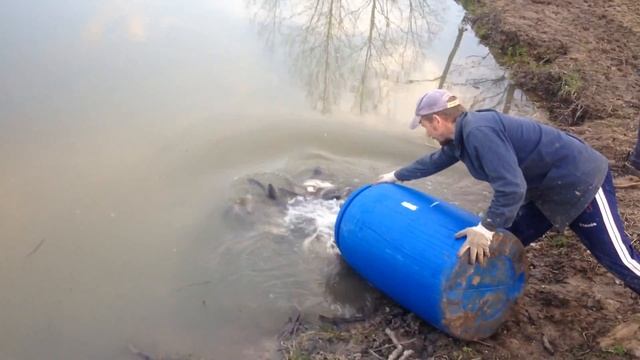 Зарыбление водоема. Карп, карась, толстолобик, бел смотреть онлайн