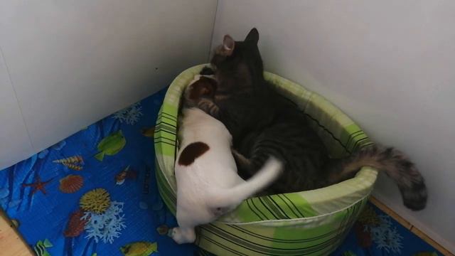 СОБАКА НАПАЛА НА КОШКУ! смотреть онлайн