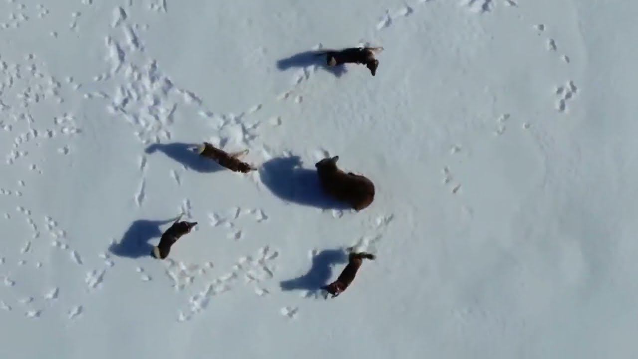 bear vs dogs \ Медведь против собак смотреть онлайн