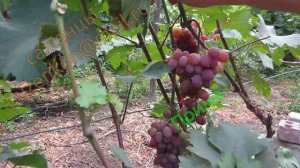 Прима, селекция Павловского-виноград на участке Пузенко Натальи Лариасовны