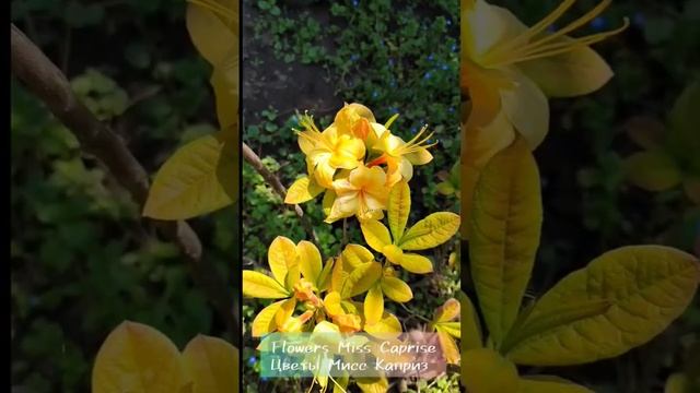Азалия (рододендрон) Голден Лайтс 18.05.2023г. смотреть онлайн