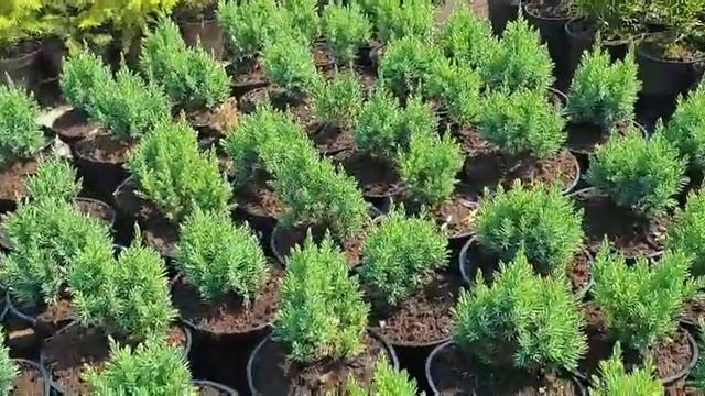 Можжевельник китайский Стрикта смотреть онлайн