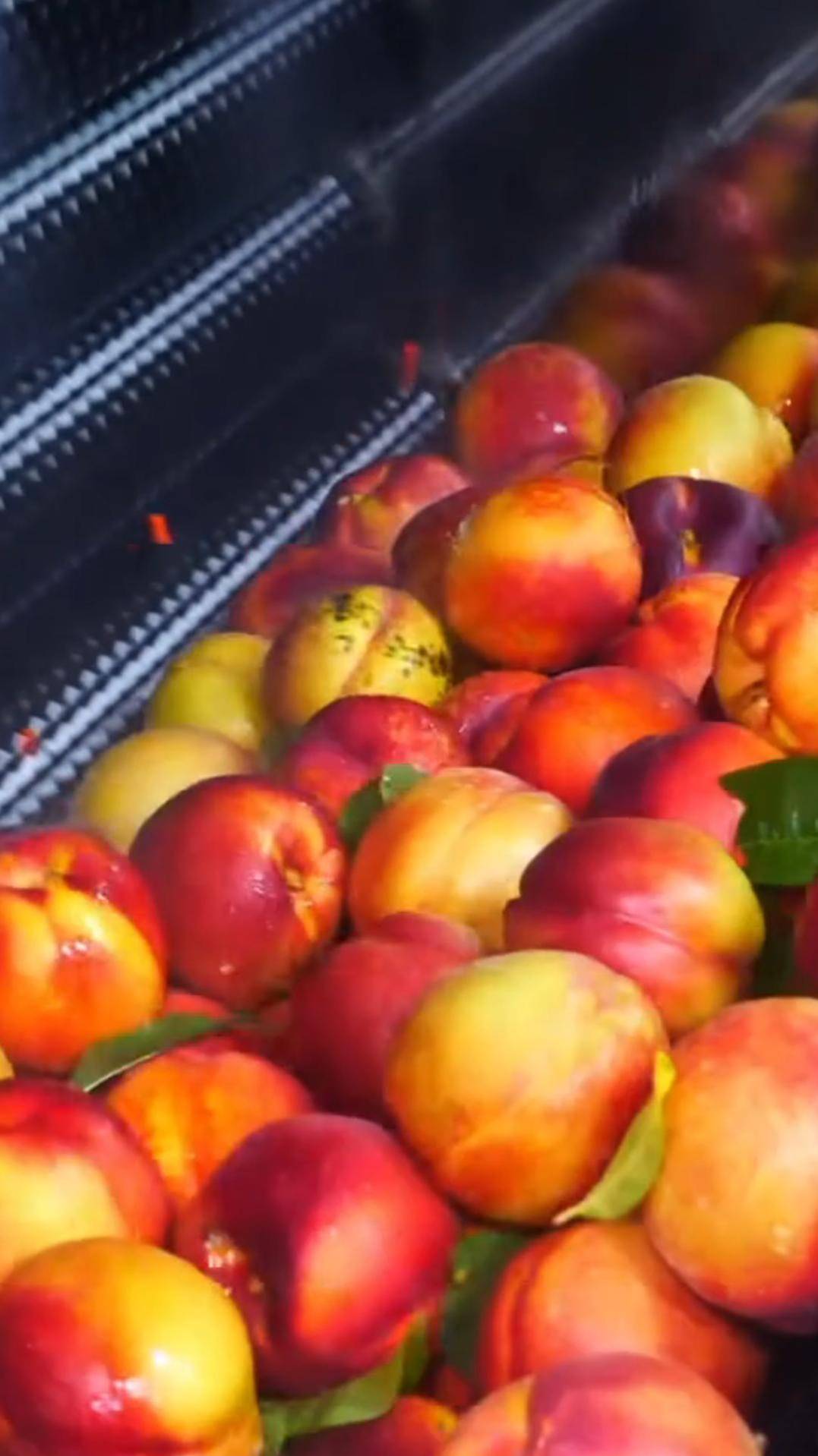 Персики в сиропе #shorts #персики #сироп смотреть онлайн