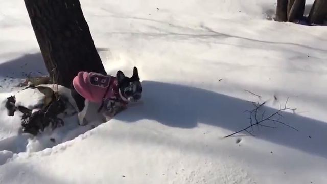 Французский бульдог смотреть онлайн