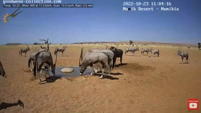 Два грифа и Гну против стада антилоп ориксов смотреть онлайн