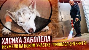 Хасика не ест 2 дня. У нас во дворе появился ЭНТЕРИТ. Покупаем газовый балон и прожигаем весь двор.