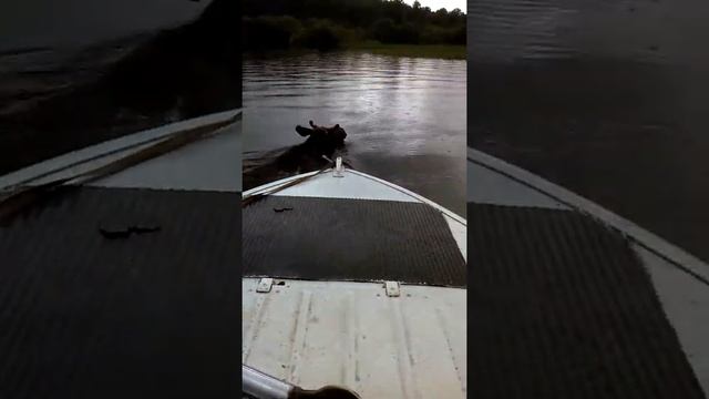 Заплыв на длинную дистанцию. смотреть онлайн