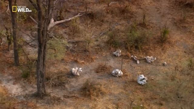 Удивительные слоны смотреть онлайн