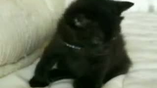 Забавные животные 23 смотреть онлайн