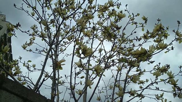 А в воздухе звенит апрель, засыпав все цветами. смотреть онлайн