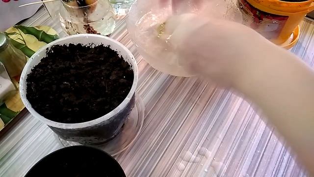 Манго и Авокадо из косточки смотреть онлайн