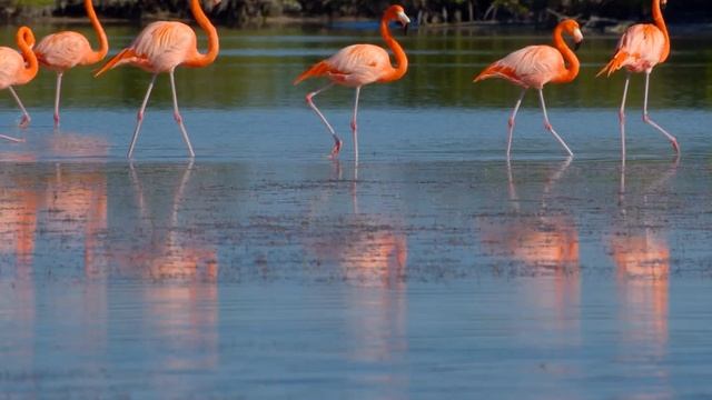 Río Lagartos, Yucatán, México смотреть онлайн