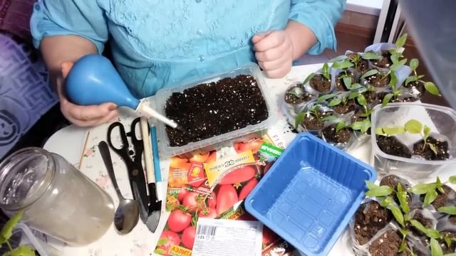 Сеем помидоры по методу Октябрины Ганичкиной смотреть онлайн