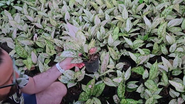 ACHEI PLANTAS LENDÁRIAS nessa ESTUFA de COLEÇÃO - jardim de gnomos смотреть онлайн