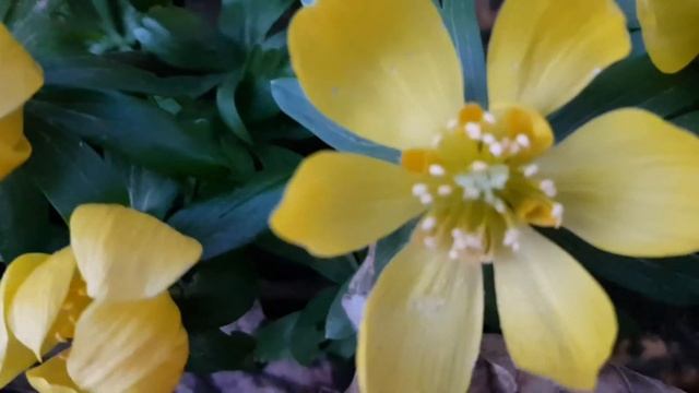 Eranthis Hyemalis #Springflower #aconites #shorts смотреть онлайн