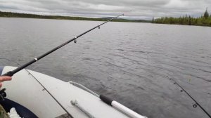 На что ловить сига ? Не скучная рыбалка / Сиг клюет как бешенный /А я  думал , сова , а это ...)16+