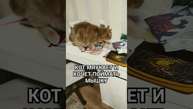 КОТ МЯУКАЕТ И ХОЧЕТ ПОЙМАТЬ МЫШКУ#котики смотреть онлайн