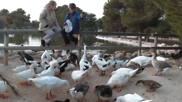 Испанские бесстрашные утки. смотреть онлайн