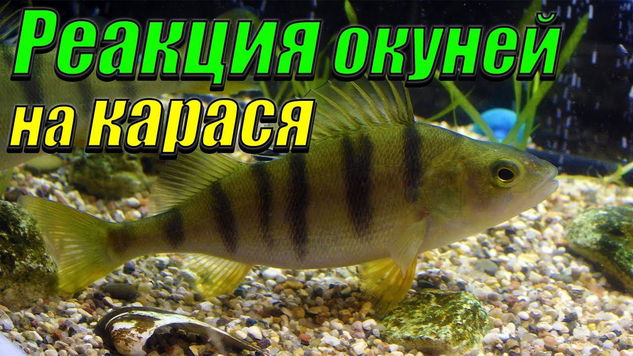 Реакция окуней на карася! [Кормление агрессивных окуней рыбками!] смотреть онлайн