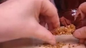 Антуриум растит семена заключительная часть