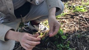 Что таоке волкеры и как на них ловить? Часть 1