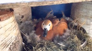 Ruddy Shelduck. Рыжая утка Огарь сидит на яйцах (второй день)