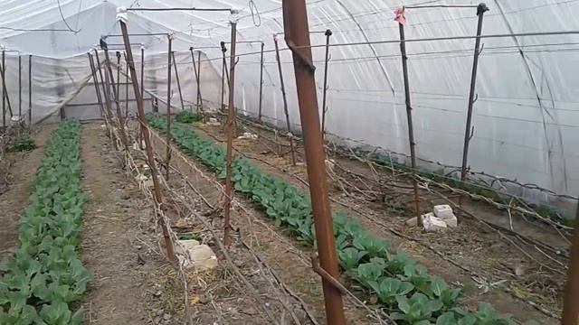 Виноградная шпалера в теплице смотреть онлайн