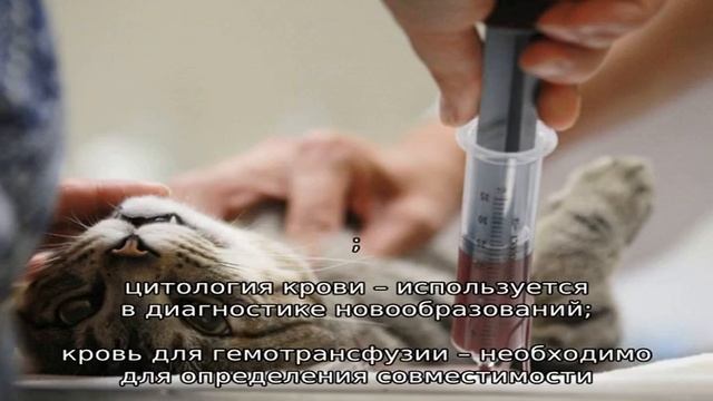 Взятие крови у кошки смотреть онлайн